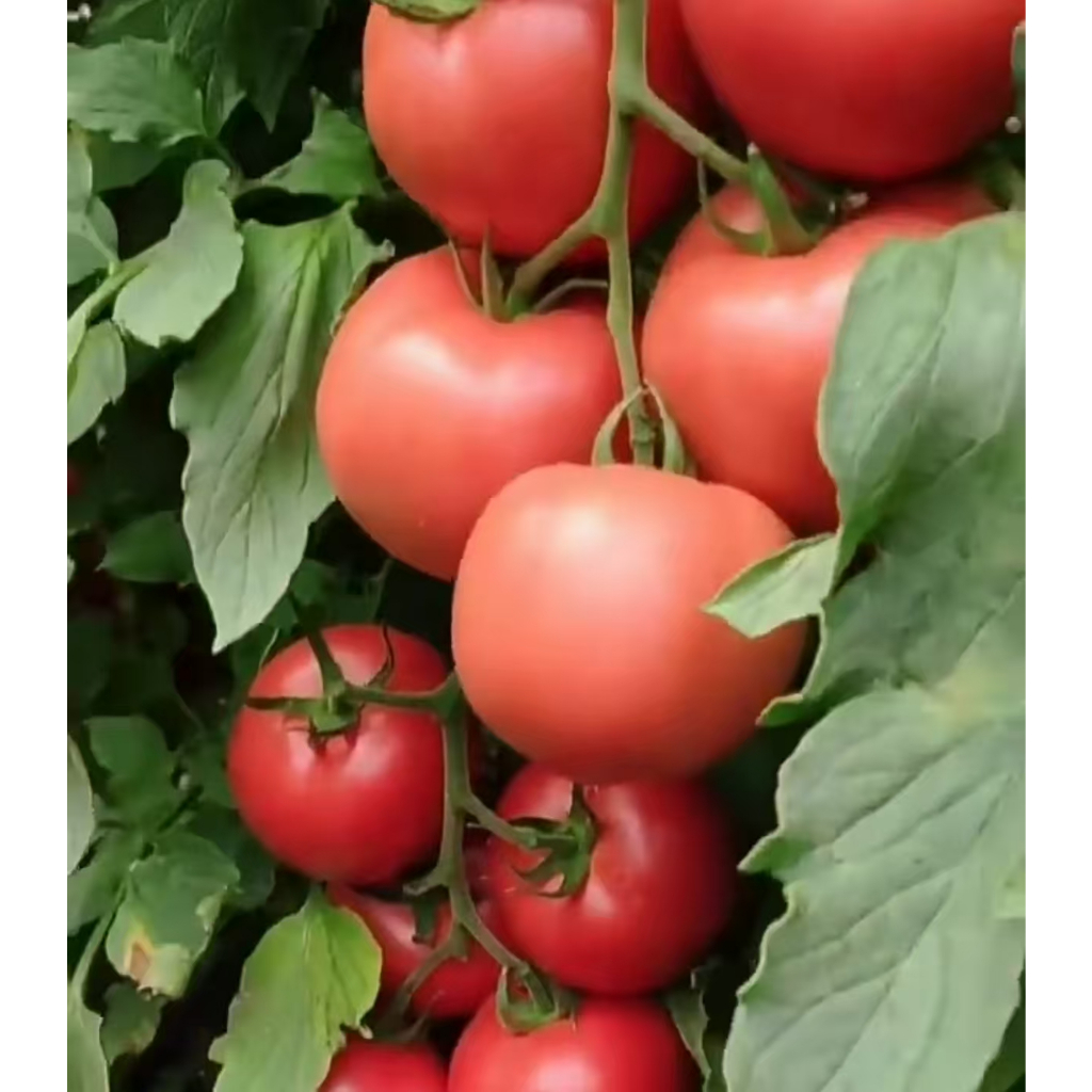 Black cherry tomato seeds, cherry tomatoes, bonsai plants, cherry tomatoes, fruit seeds, vegetable s