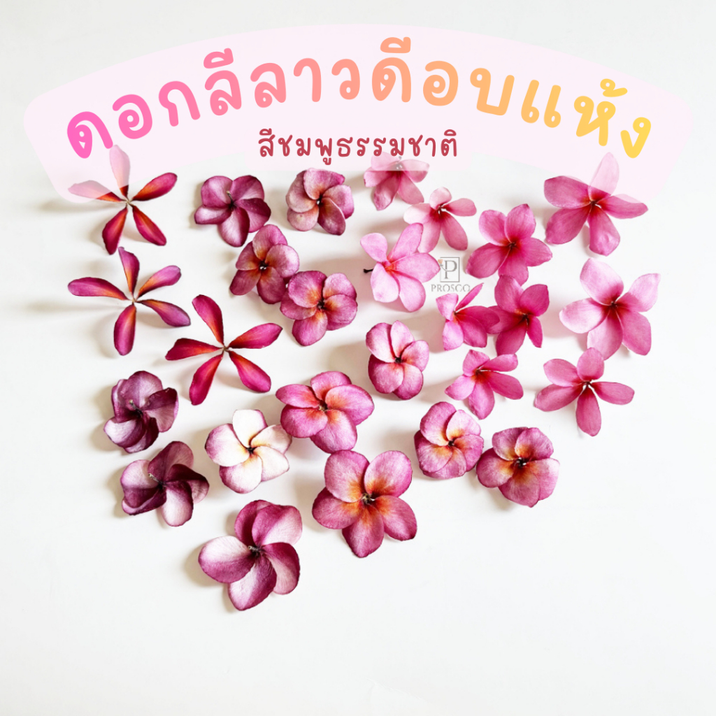 Prosco | ดอกลีลาวดีอบแห้ง สำหรับงานตกแต่ง craft DIY งานประดิษฐ์ handmade งานเรซิ่น เครื่องประดับ
