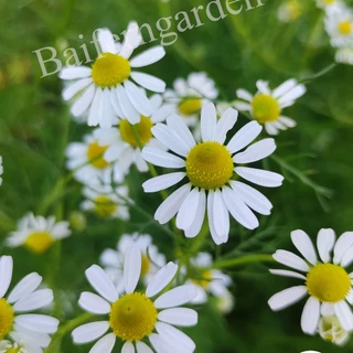 ต้นกล้าดอกคาโมมายล์เยอรมัน (German Chamomile) ดอกไม้กินได้ รากเยอะพร้อมปลูกทนแล้งดอกสวย