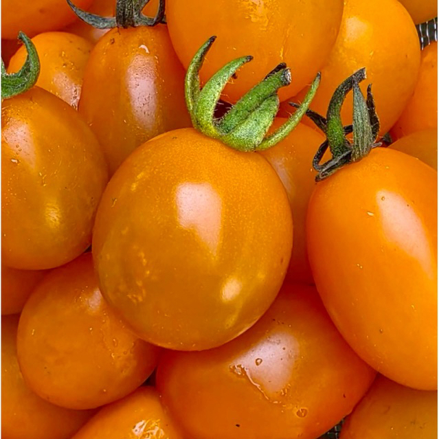 [5แถม1] เมล็ดพันธุ์มะเขือเทศอมาริสา สีส้ม | Orange Amarisa | หวาน กรอบ  (20-25 เมล็ด)