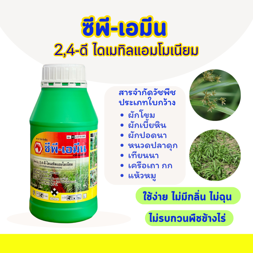 ซีพี-เอมีน 2,4-ดี ขนาด 1 ลิตร ใบกว้าง ผักบุ้ง กก หญ้าขน แห้วหมู ตายสนิท️️️ ใช้ง่ายไม่มีกลิ่น ไม่รบกวนพืชข้างไร่