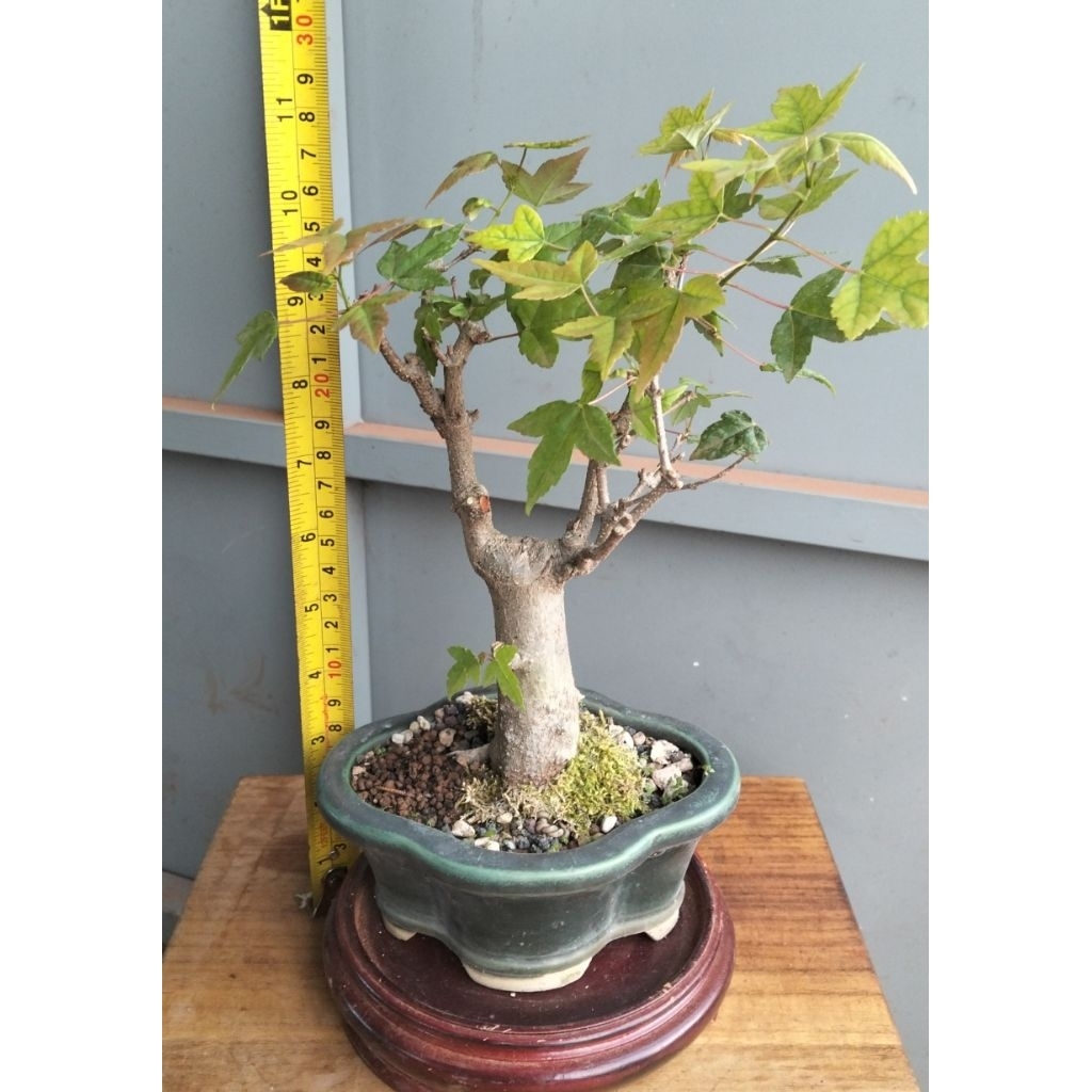 เมเปิ้ลไคเอดะญี่ปุ่นไซส์จิ๋วทุกต้นถ่ายจากต้นจริงทุกต้นมักหาร้านดูรูปปัจจุบันได้ครับยินดีบริการครับ - รูปที่ 2