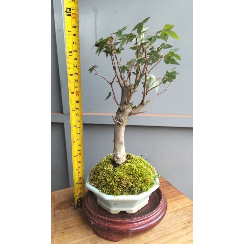 เมเปิ้ลไคเอดะญี่ปุ่นไซส์จิ๋วทุกต้นถ่ายจากต้นจริงทุกต้นมักหาร้านดูรูปปัจจุบันได้ครับยินดีบริการครับ - รูปที่ 3