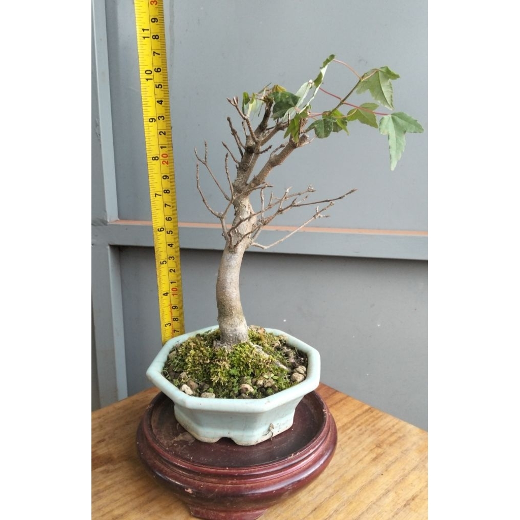 เมเปิ้ลไคเอดะญี่ปุ่นไซส์จิ๋วทุกต้นถ่ายจากต้นจริงทุกต้นมักหาร้านดูรูปปัจจุบันได้ครับยินดีบริการครับ - รูปที่ 4