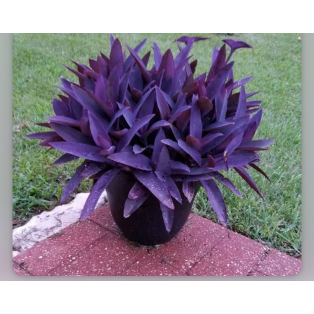 ต้นหัวใจสีม่วง(จำนวน 1 ต้น) เลี้ยงน้ำได้ ไม้ฟอกอากาศ Sansevieria masoniana