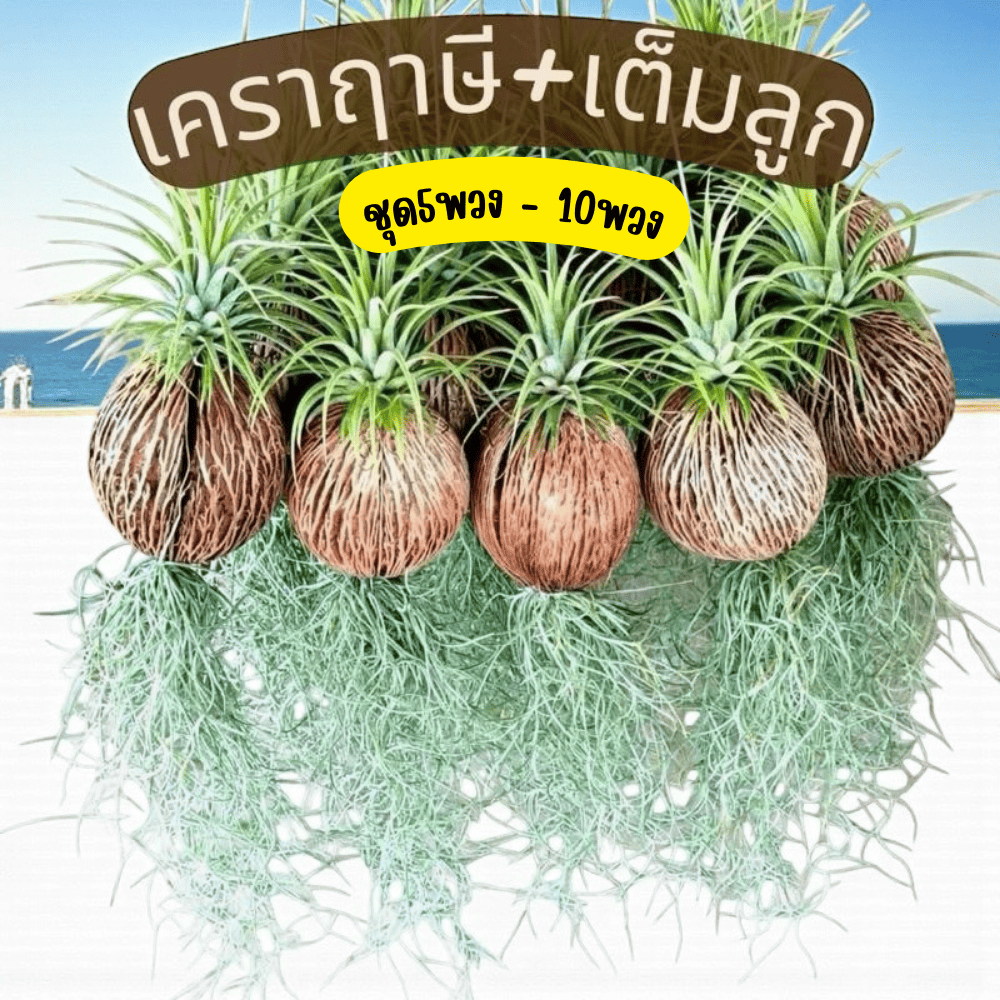 ต้นเคราฤาษี ชุด 5พวง และ 10พวง ต้นไม้ฟอกอากาศ ดูแลง่ายเพียงลดน้ำ วันละ 1-2 ครั้ง