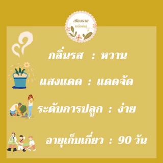 เมล็ดพันธุ์ บล็อคโคลี่วอลทัม 70 เมล็ด Waltham29 Broccoli เมล็ดพันธุ์แท้ นำเข้าจากต่างประเทศ ปลูกผัก สวนครัว ถูกดี