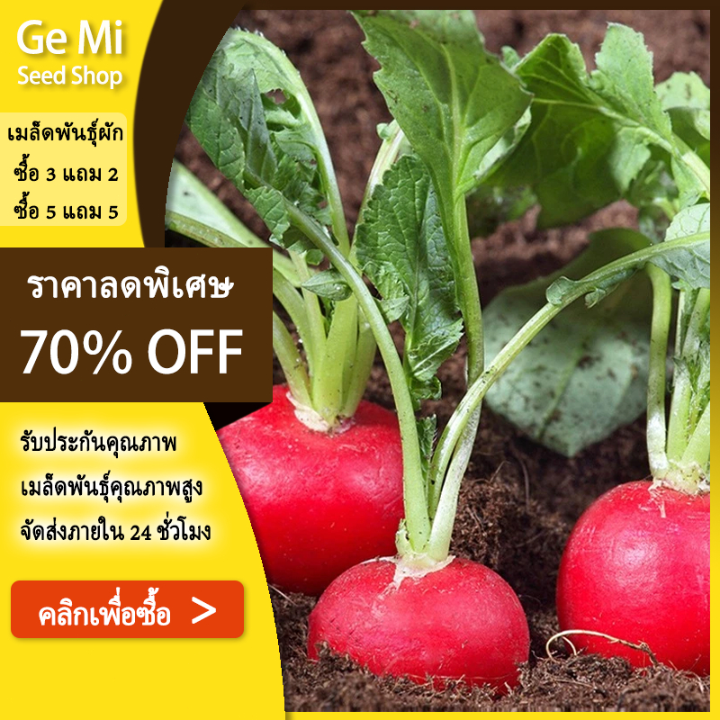 GEMI [ซื้อ 5 แถม 5 ฟร] 300 เมล็ด เมล็ด​พันธุ์​ แรดิชเชอร์รี่​เบล​ Radish​ เมล็ดพันธุ์แรดิช