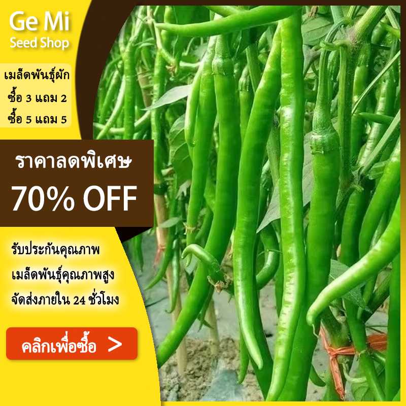 GEMI เมล็ดพริกเขียว เมล็ดพันธุ์พริก  แพ็กล่ะ 600 เมล็ด ง่ายต่อการอยู่รอด ราคา ถูกที่สุด ดีลบีเคเค รูปภาพหลัก