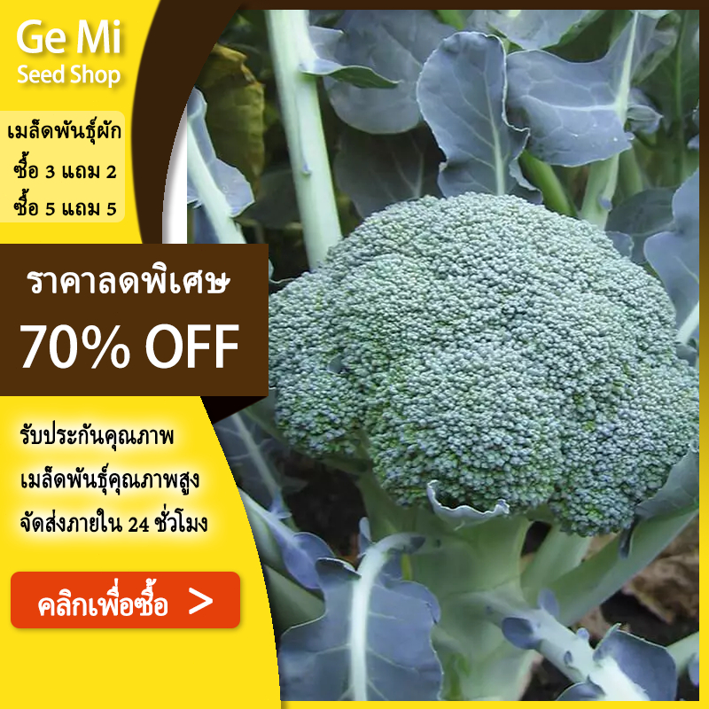 GEMI เมล็ดพันธุ์ บร็อคโคลี่  บรรจุ 400 เมล็ด คุณภาพดี ของแท้ 100%