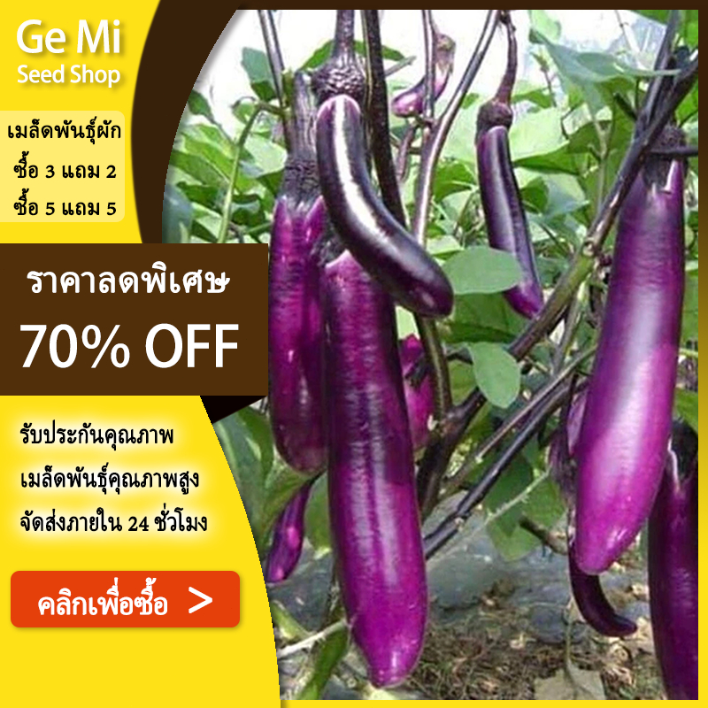 GEMI เมล็ดพันธุ์มะเขือยาวม่วง 300 เมล็ด ผลยาวตรง สีม่วงเงาสวย เนื้อแน่น กรอบ ปลูกง่าย ทนแดด ทนโรค