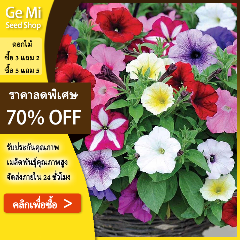 GEMI 500 เมล็ด ซื้อ 5 แถม 5 ฟรี！เมล็ดพันธุ์ ดอกพีทูเนียเตี้ย คละสี คละสีสวยปลูกง่าย