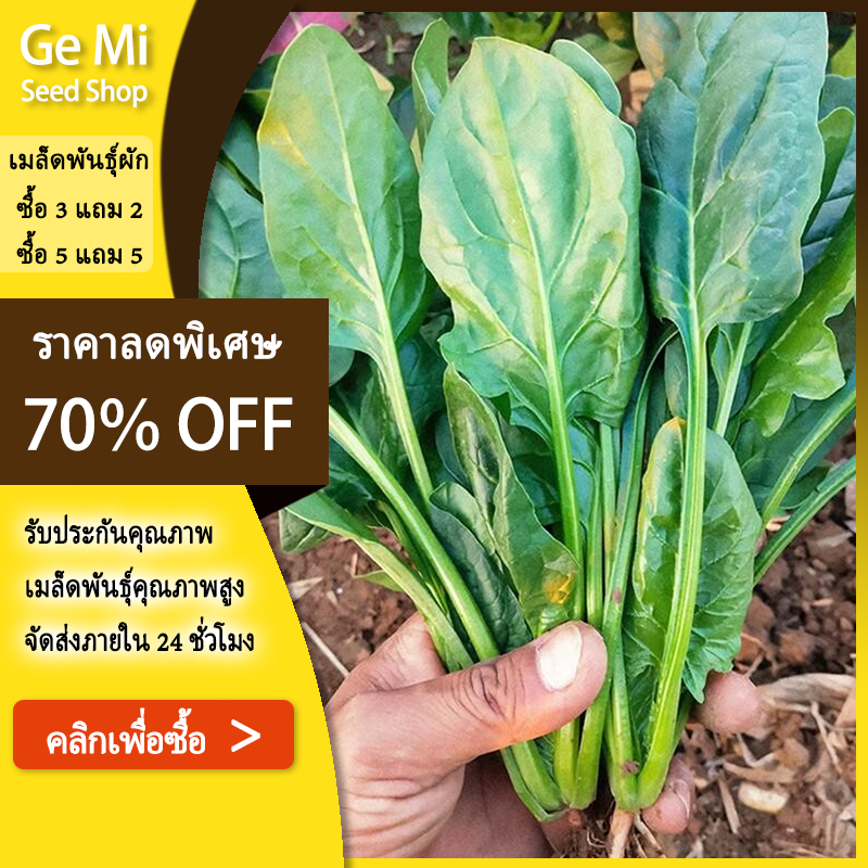 GEMI 600เมล็ด/แพ็ค อัตรางอกสูง! เมล็ดพันธุ์ เมล็ดผักโขม ผักออร์แกนิ