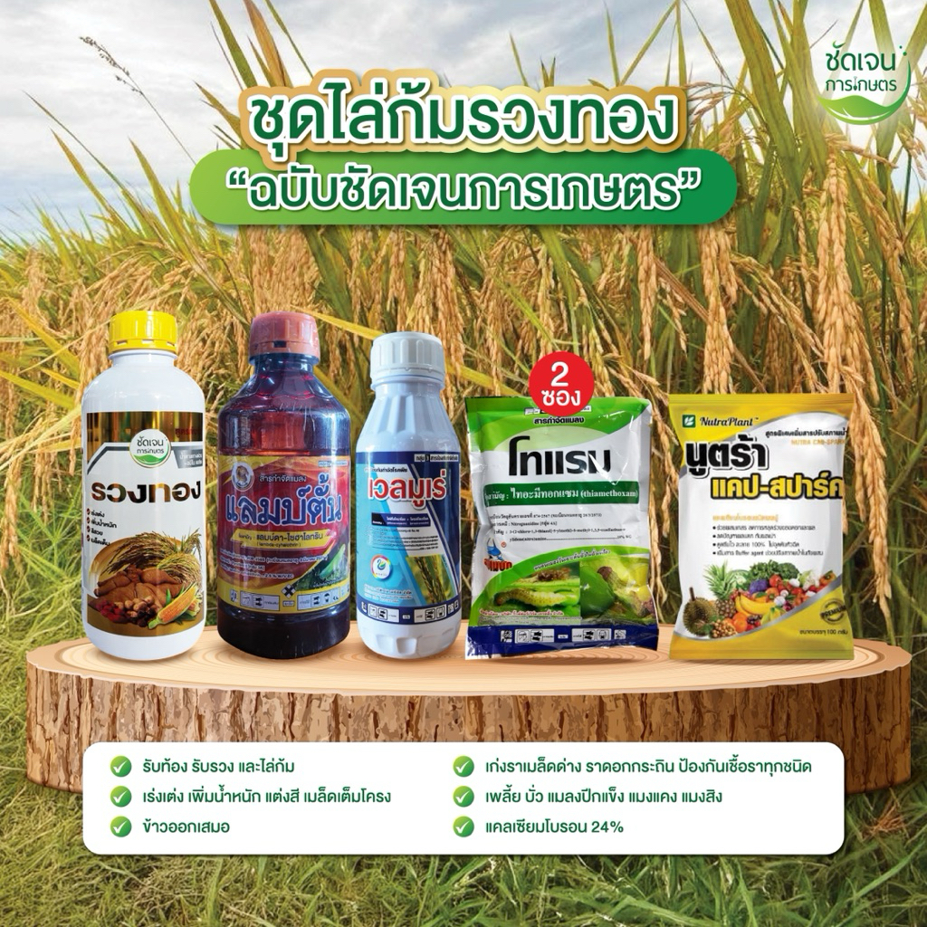 ไล่ก้มรวงทอง (1 ชุด 10ไร่) ครอบคลุมทุกอย่างในช่วง รับท้อง โผล่เผล่ และไล้ก้ม ล่มเบ่งเร่งเต่ง แมลง เชื้อราครบจบ