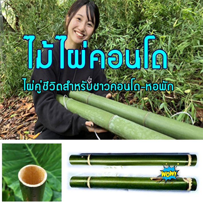 ไม้ไผ่คอนโด   ไม้ไผ่ชาวคอนโดหอพักงานแฮนด์เมด