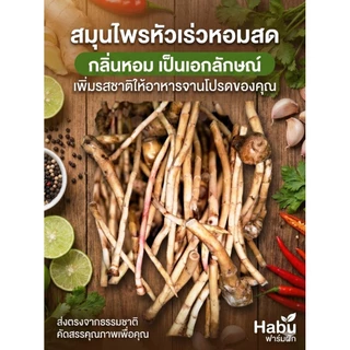 หัวเร่วสด 1 กิโลกรัม เร่ว เร่วหอม พืชสมุนไพร ต้มน้ำซุป ก๋วยเตี๋ยว