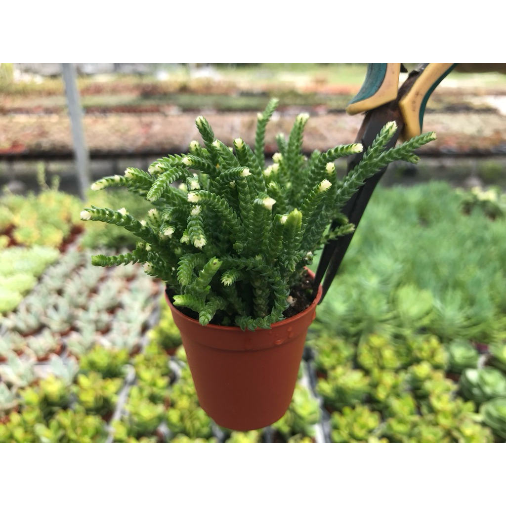 Crassula “ Mascosa ”