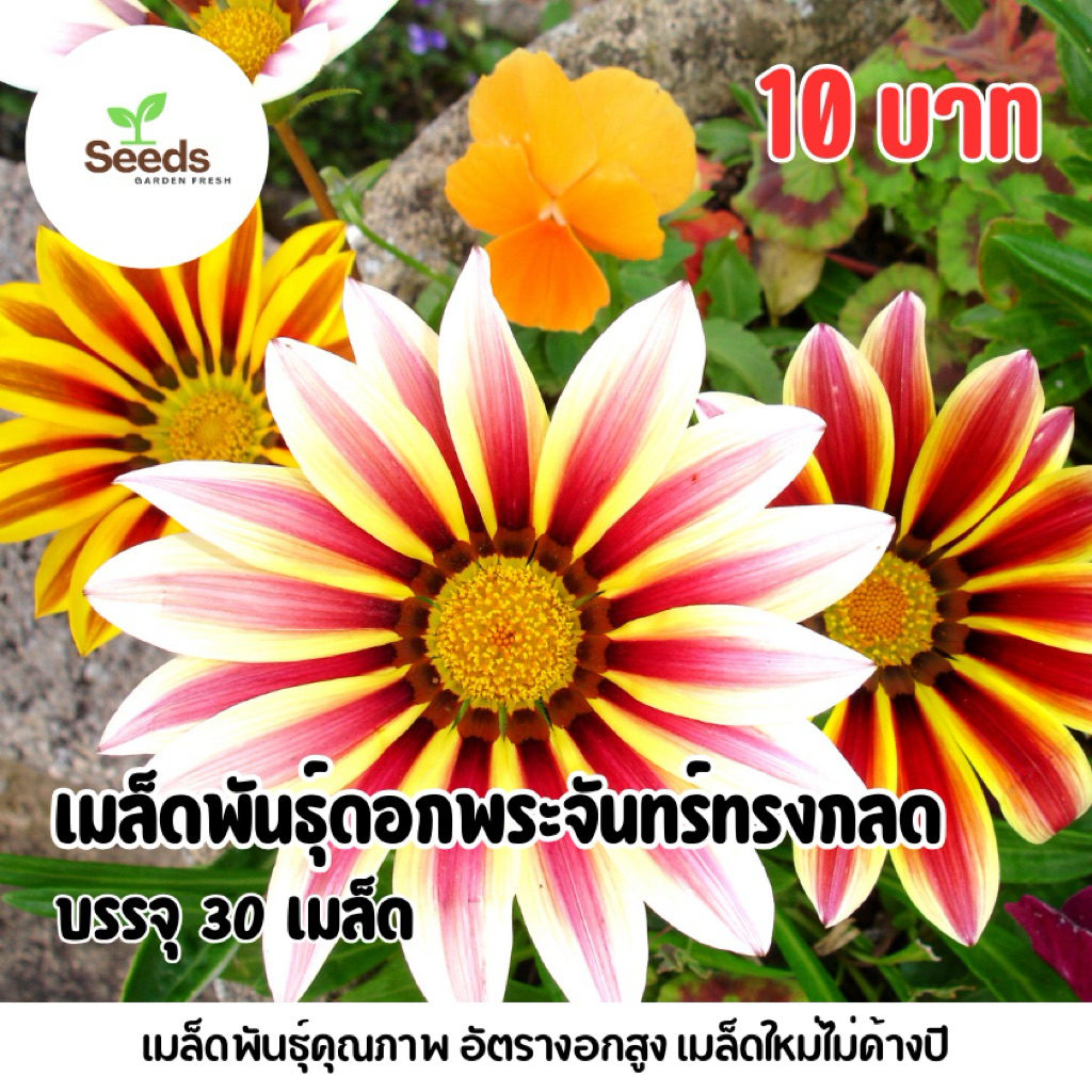 เมล็ดพันธุ์ดอกพระจันทร์ทรงกลด บรรจุ 30 เมล็ด