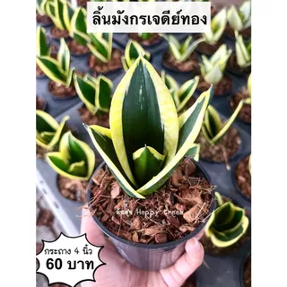 ต้นลิ้นมังกรแคระ กระถาง 4 นิ้ว จัดส่ง 2 ต้นขึ้นไป คละแบบได้