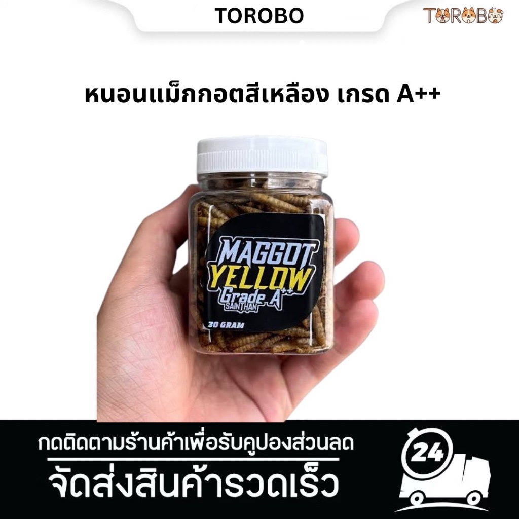 Maggot Yellow Grade A++ Untuk Proges Bunga dan Warna Channa Maru Yellow Sentarum Ys หนอนแม็กกอตสีเหล