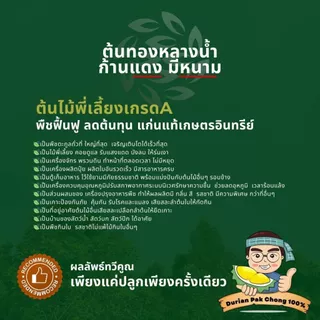 สวนทุเรียน นายชัดเจน - ต้นกล้า ทองหลางน้ำ ก้านแดงมีหนามคัดพิเศษ