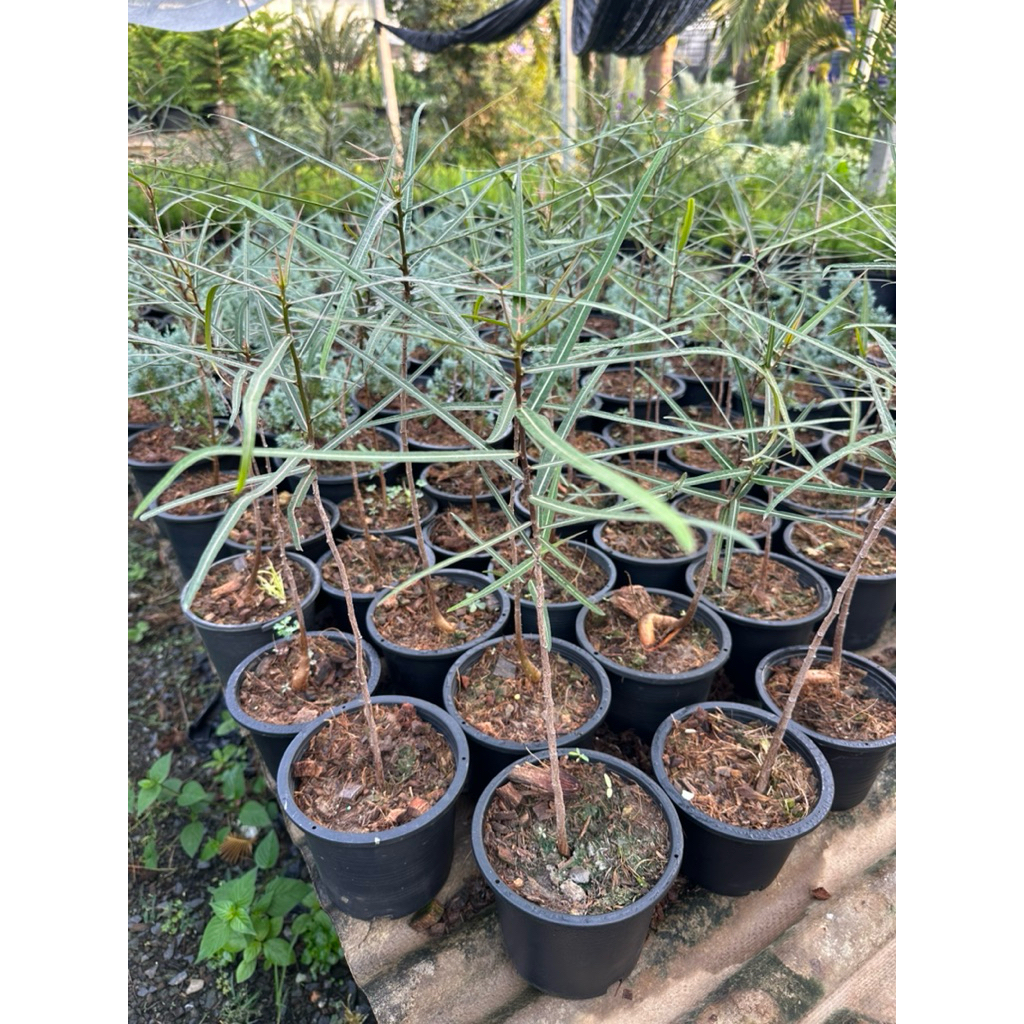 ต้นบอทเทิลทรี (Queensland bottle tree)ต้นขวดยักษ์ สูง 60ซม.++