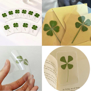 🇰🇷🍀(พร้อมส่ง/แท้)ใบโคลเวอร์ 4และ5แฉก ใบจริง ของแท้จากเกาหลี Leaf Cloverใบไม้แห่งความโชคดี