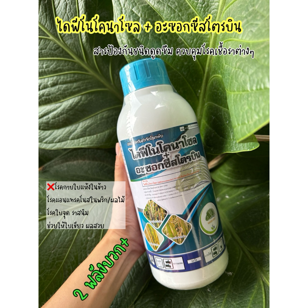 🍃ไดฟีโนโคนาโซล+อะซอกซีสโตรบิน #สารเดียวกับออติวา #เมล็ดด่างในข้าว ราสนิม ใบจุด แอนแทรคโนส กาบใบแห้ง