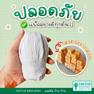 กระบองเพชร แคคตัส ต้นใหญ่ กระถางสีขาว 3 นิ้ว [จัดส่งทั้งกระถาง]