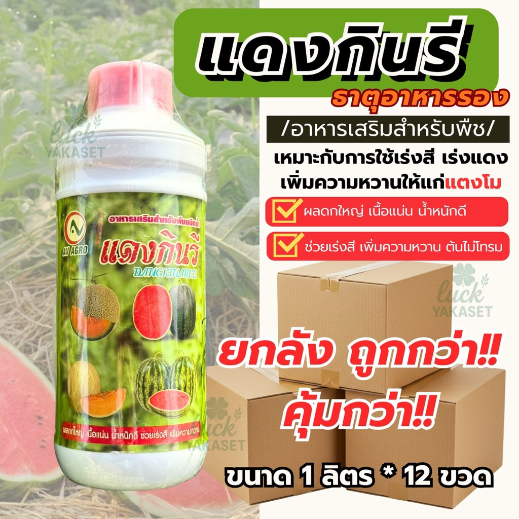 **ยกลัง 1ลิตร*12ขวด** แดงกินรี AV AGRO 1 ลิตร ธาตุอาหารรองแตงโม เร่งสีเร่งแดง เพิ่มหวาน เนื้อแน่น ผลใหญ่ น้ำหนักดี