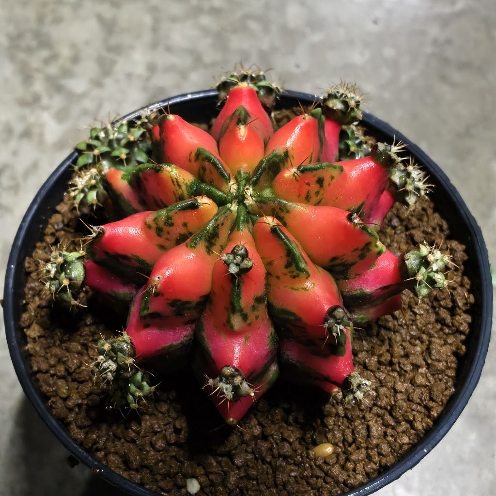 ยิมโนด่าง​ ชำหน่อ​ โคลน “RED​ DRAGON”  จากแม่ไม้รากแท้​ โตไวรากแข็งแรง​ ​สีสวยสด ราคา ถูกที่สุด ดีลบีเคเค แกลเลอรีภาพที่ 9