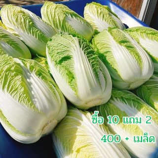 เมล็ด​พันธุ์​ ผักกาดขาวปลี​ 400+เมล็ด​(10แถม2)คละได้