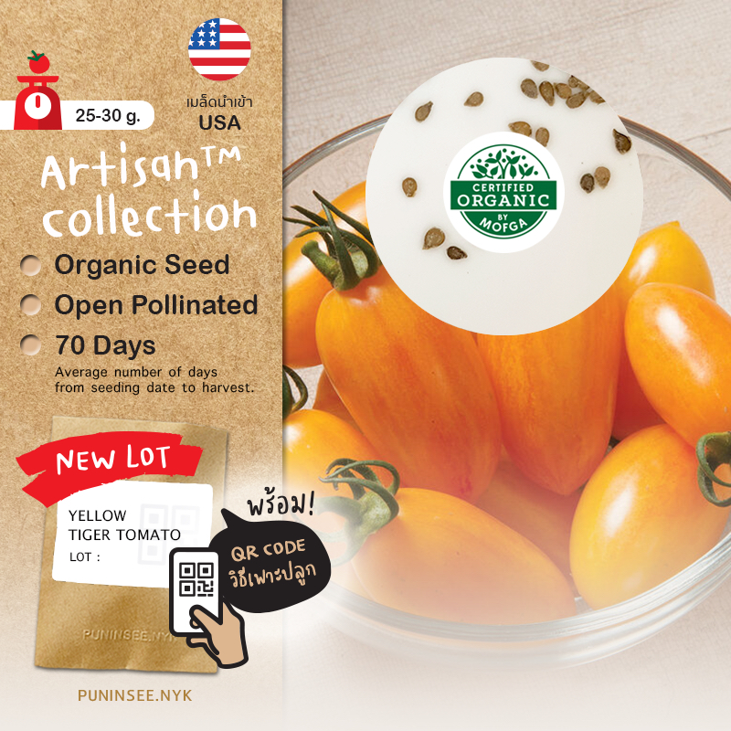 เมล็ดผักนำเข้า มะเขือเทศเชอรี่ ลายเสือสีเหลือง Yellow Tiger Tomato (Organic Seed) Artisan ทรงรี