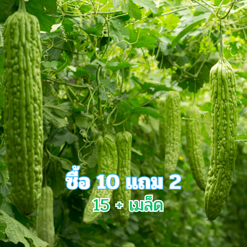 เมล็ดพันธุ์ มะระจีน มะระใหญ่ คัดพิเศษ เมล็ดคัดมือ 7+เมล็ด [ซื้อ 10 เเถม 2 คละได้]