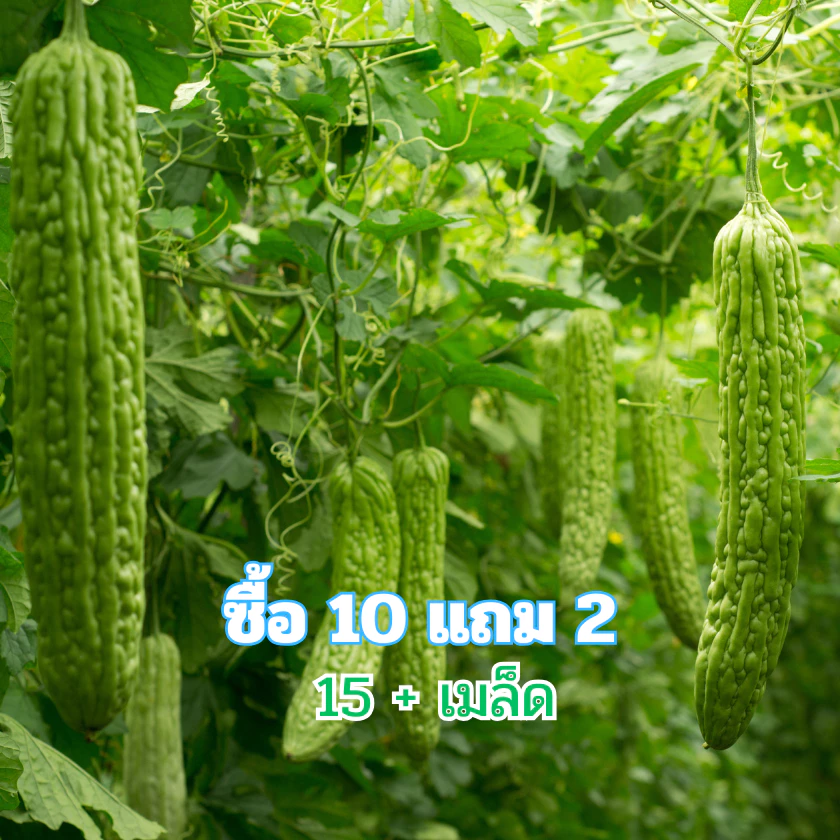 เมล็ดพันธุ์ มะระจีน มะระใหญ่ คัดพิเศษ เมล็ดคัดมือ 7+เมล็ด [ซื้อ 10 เเถม 2 คละได้]