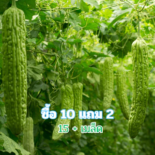 เมล็ดพันธุ์ มะระจีน มะระใหญ่ คัดพิเศษ เมล็ดคัดมือ 7+เมล็ด [ซื้อ 10 เเถม 2 คละได้]