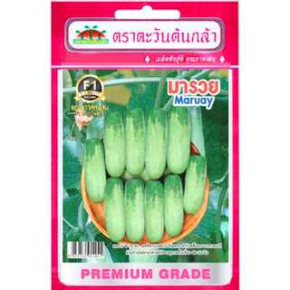 เมล็ดแตงกวาลูกผสม มารวย