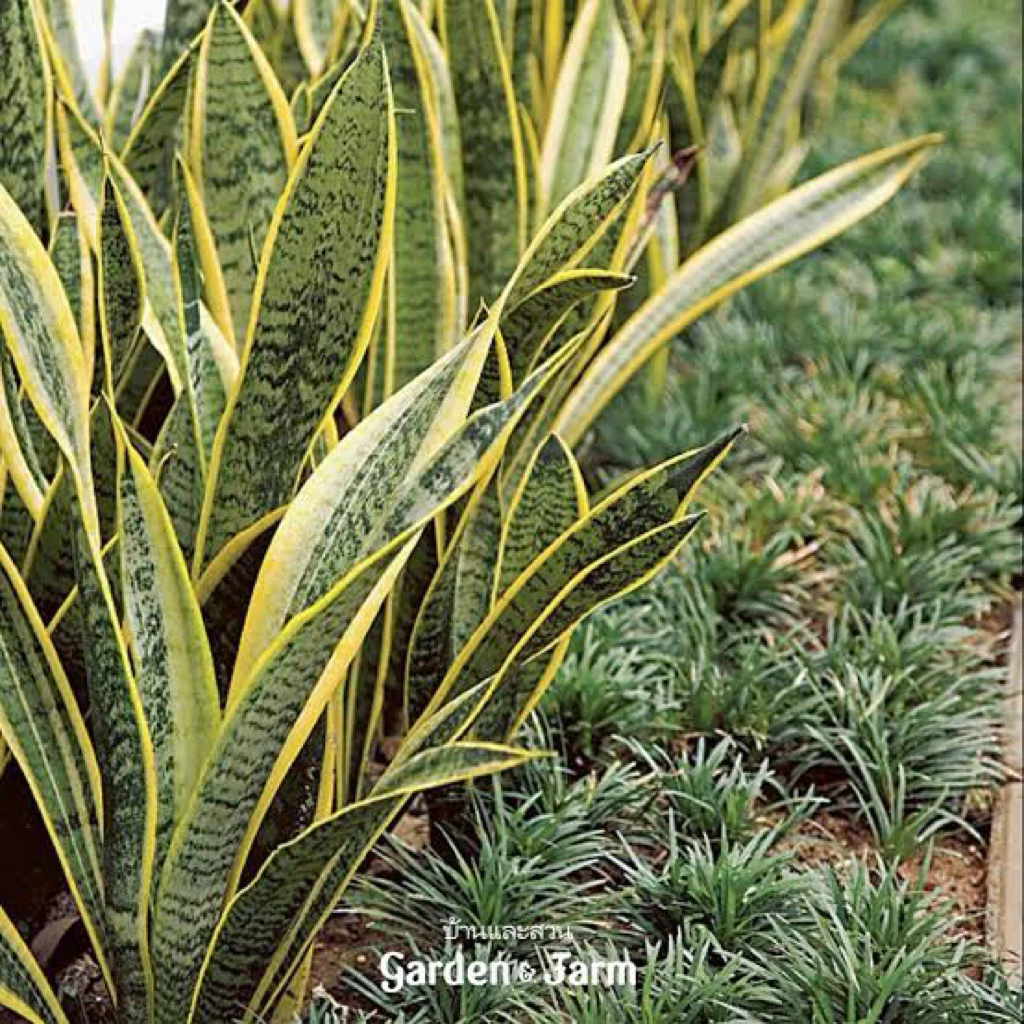 ลิ้นมังกรขอบทอง Sansevieria trifasciata 'Laurentii' เป็นไม้มงคลยอดนิยมและไม้ฟอกอากาศชั้นดี ใบสีเขียวเข้มขอบเหลืองทอง