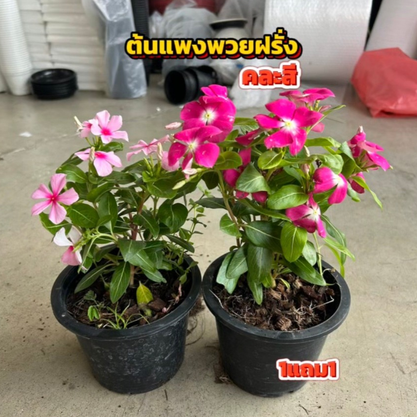 ต้นแพงพวยฝรั่งคละสี 1แถม1 ขนาด30cm  พร้อมกระถาง6นิ้ว