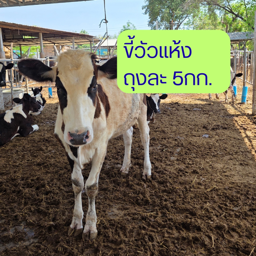 ขี้วัว ขี้วัวแห้ง มูลวัว มูลวัวแห้ง ปุ๋ยขี้วัว ปุ๋ยมูลวัว ปุ๋ยคอก ปุ๋ยคอกขี้วัว กระสอบ 5 กิโลกรัม สำหรับสวนและแปลงปลู