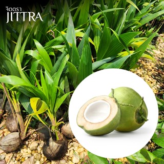 จิตตรา ต้นพันธุ์มะพร้าวน้ำหอม เพาะเมล็ดสูง 50-70 ซม. โตไวให้…
