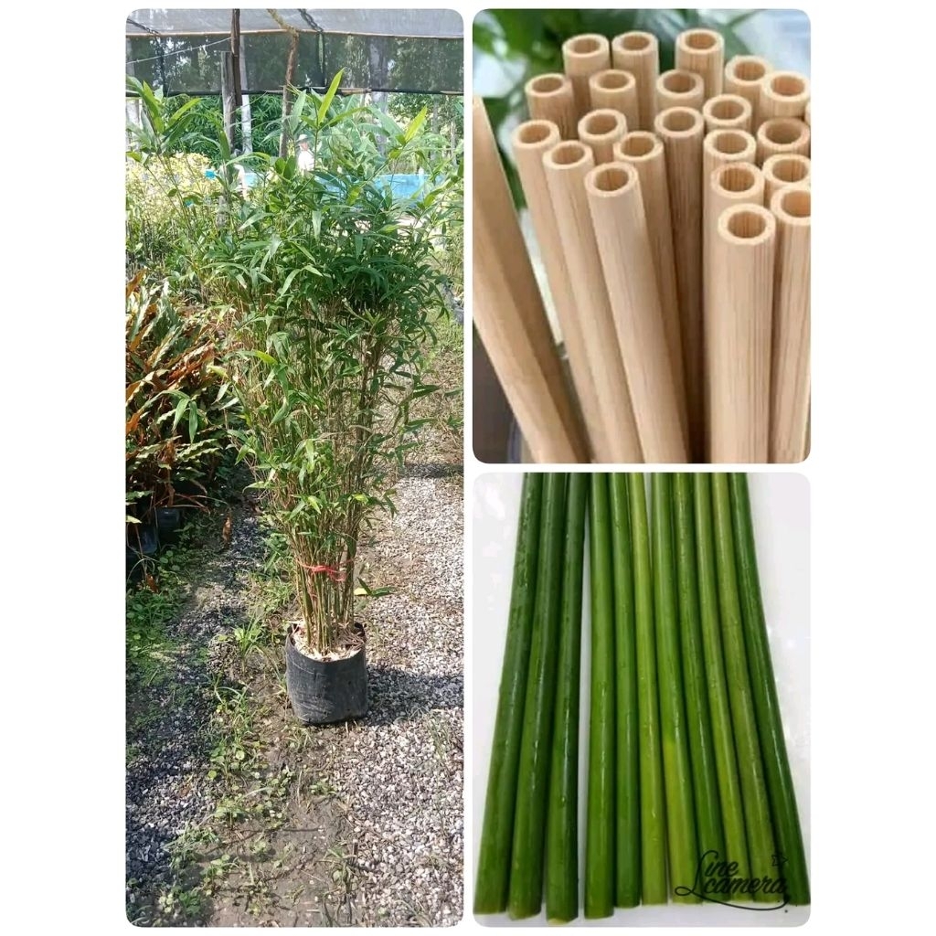 ต้นไผ่หลอด( ปักชำเหง้า) สูง 60-80 cm