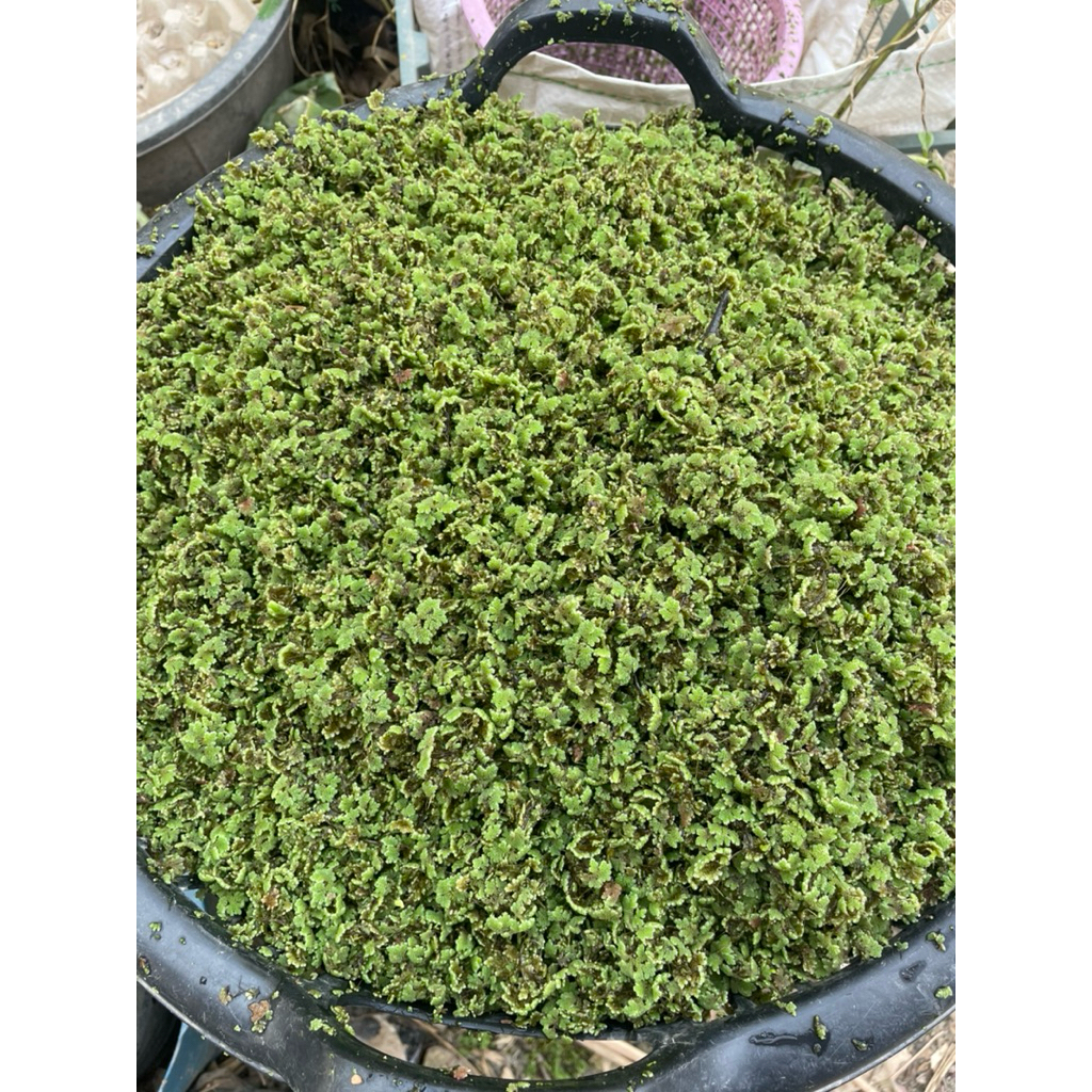 แหนแดง 3 kg ราคา 105 บาท