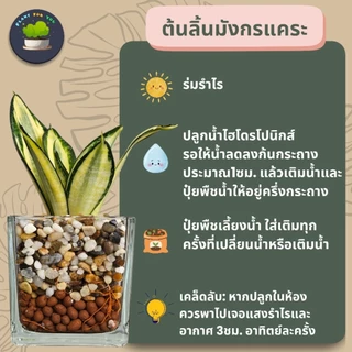 💤ต้นลิ้นมังกรแคระหลายสายพันธุ์ ปลูกเลี้ยงน้ำไฮโดรโปนิกส์ (ต้นไม้ฟอกอากาศ)