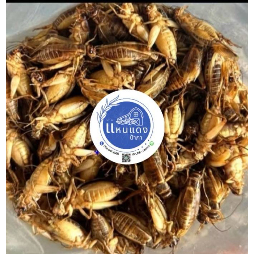 สะดิ้งไข่ต้มสุกไม่ปรุงรสไม่ใส่เกลือขนาด 500 กรัม