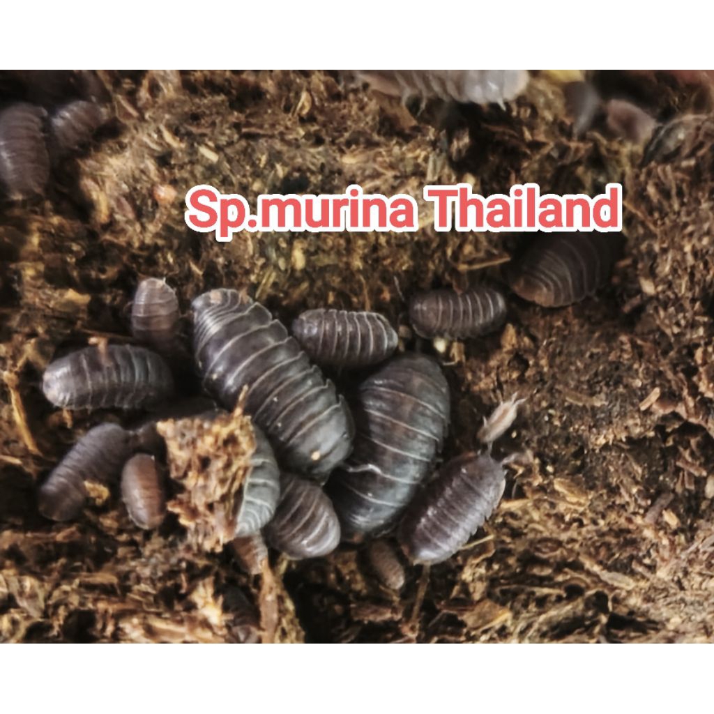 ชุดอาหารสัตว์isopod Murina1set30ต.หรือสายผสมพันธุ์อื่นๆThailand Bigset