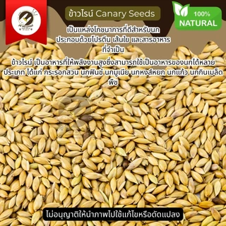 ธัญพืช Seed ข้าวไรน์ Canary Seeds ธัญพืช สำหรับ นกทุกสายพันธุ์ หนูแฮมเตอร์ กระรอก และสัตว์ฟันเทะ (แบ่งขาย)