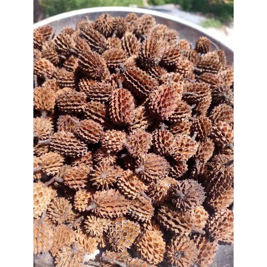 ลูกสนทะเลแห้ง200กรัม30บาท