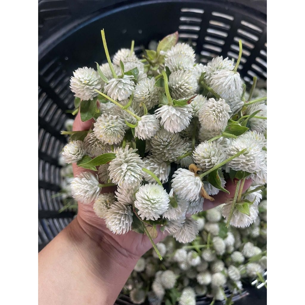 ดอกบานไม่รู้​โรย​ สีขาว บรรจุ​ 1 กิโลกรัม เก็บสดจากสวนนครชัยศรี​