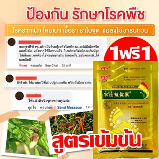 ป้องกันโรคพริกเน่า วัคซีนพืช พริกเน่า ปรับปรุงพริก ใช้ป้องกันโรคเน่า โรคกุ้งแห้ง ผลเน่า โคนเน่า ใบหยิก ใบเหลือง